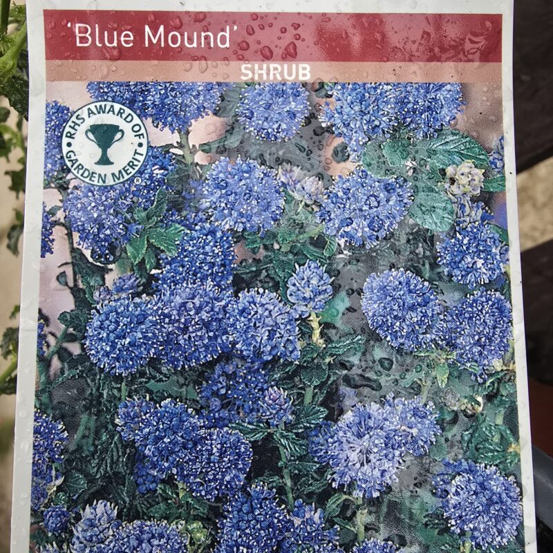 Ceanothus blue mound 2ltr 7.99