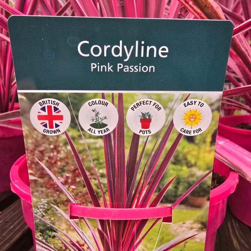 Cordyline pink passion 2ltr 19.99