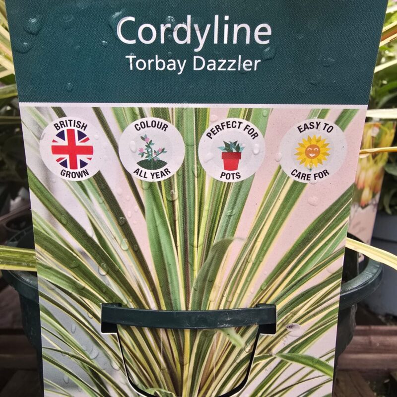 Cordyline torbay dazzler 2ltr 19.99