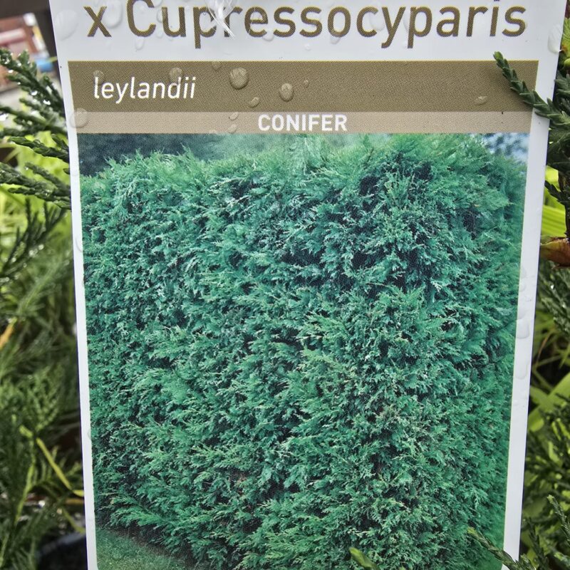 Cupressocyparis leylandii 2ltr 7.99