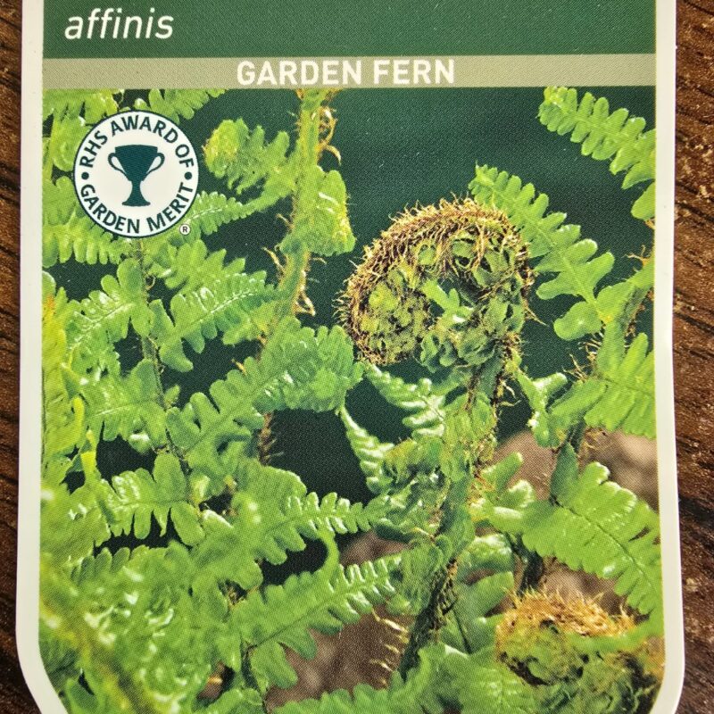 Dryopteris affinis 2ltr 7.99