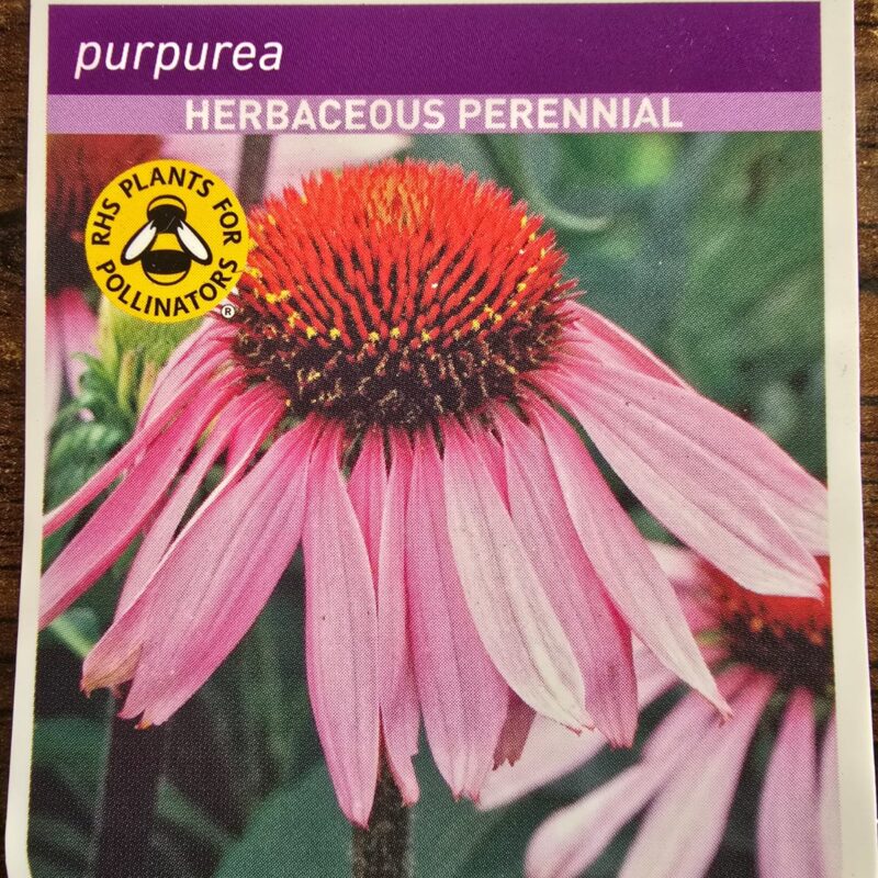 Echinacea purpurea 2ltr 7.99