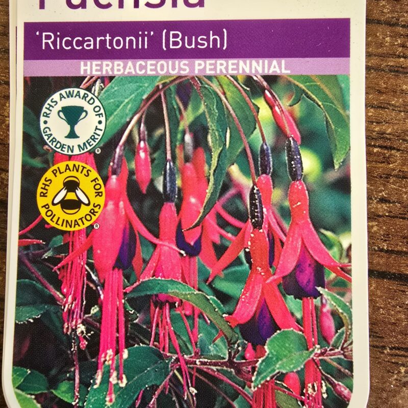 Fuchsia riccartonii 2ltr 7.99
