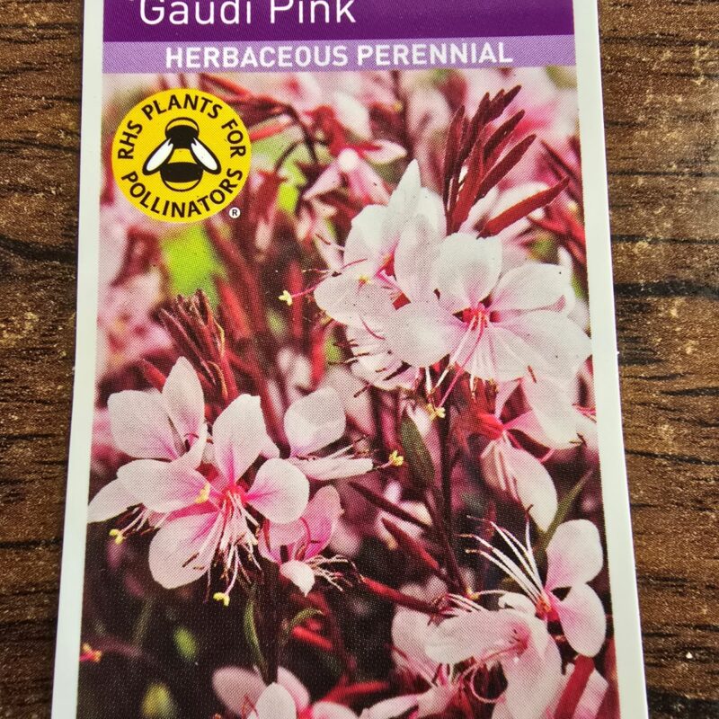 Gaura gaudi pink 2ltr 7.99