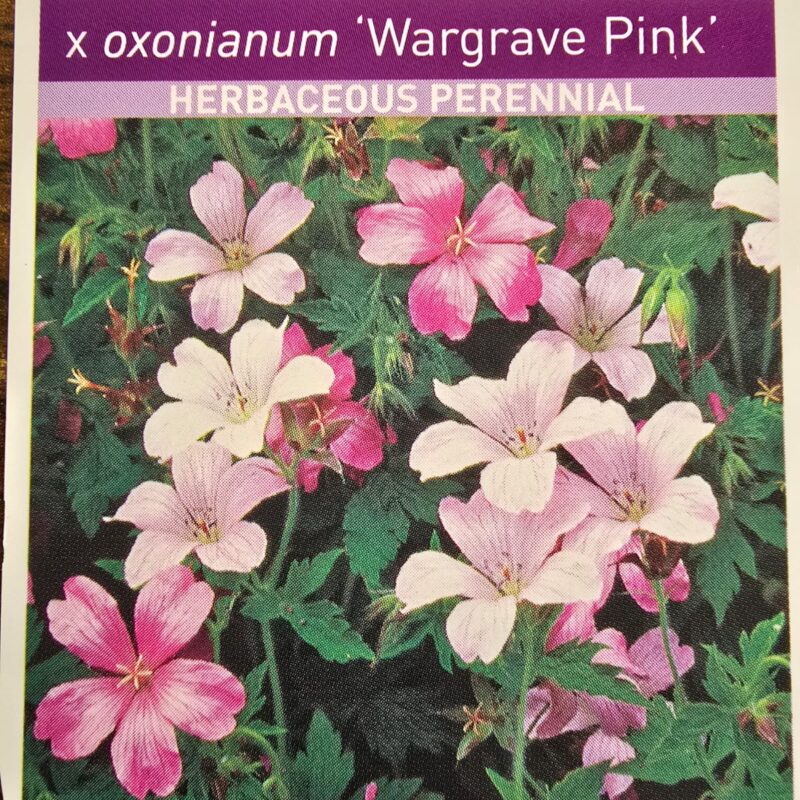 Geranium Wargrave pink 2ltr 7.99