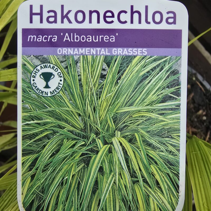 Hakonechloa alboaurea 2ltr 7.99