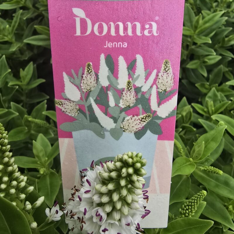 Hebe jenna 2ltr £14.99