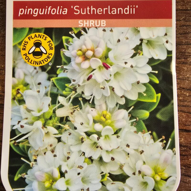 Hebe sutherlandii 4ltr 12.99