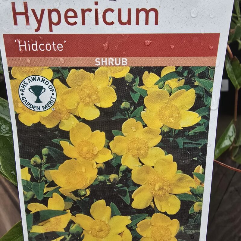 Hypericum hidcote 2ltr 7.99