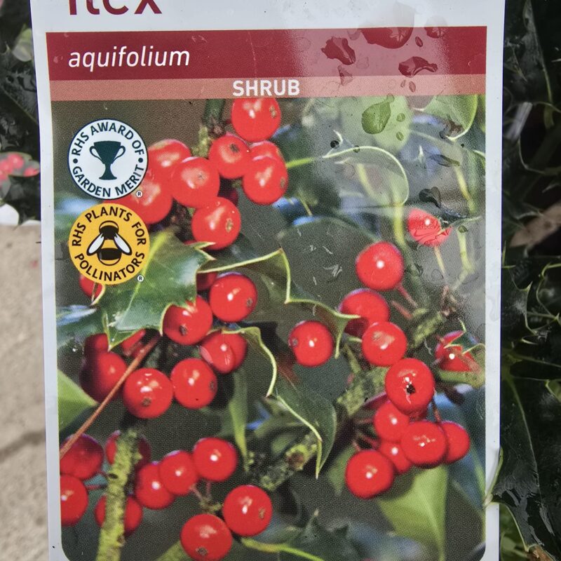 Ilex aquifolium 2ltr 7.99