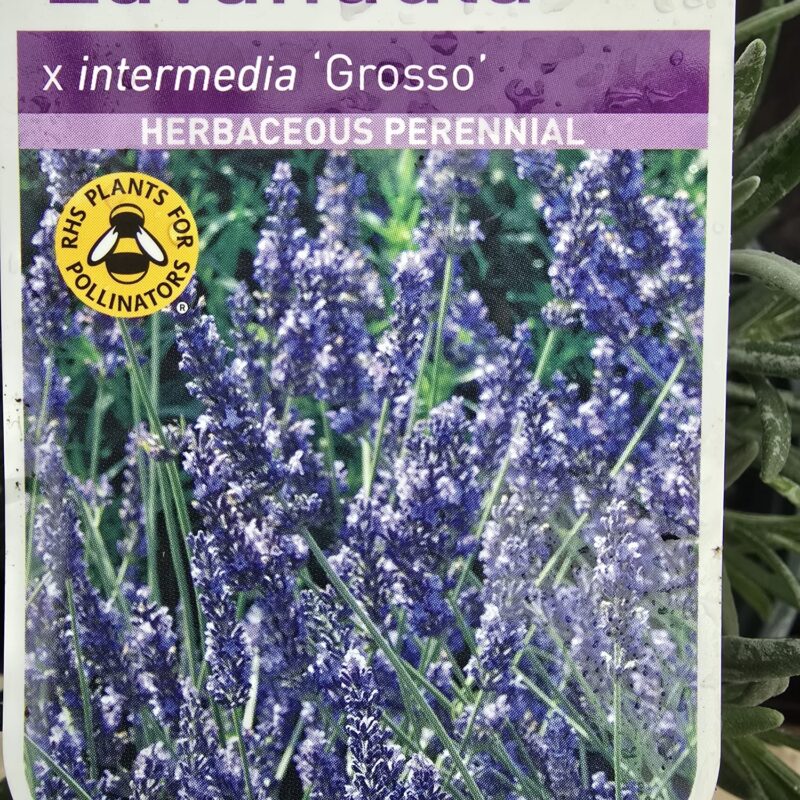 Lavender grosso 2ltr 7.99