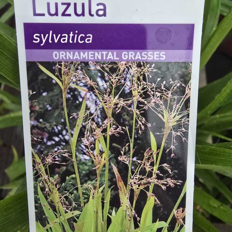 Luzula sylvatica 2ltr 7.99