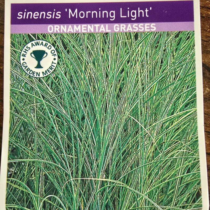 Miscanthus morning light 2ltr 7.99