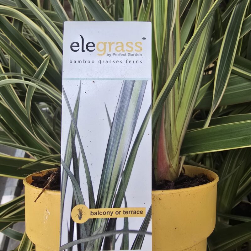 Phormium duet 2ltr £14.99