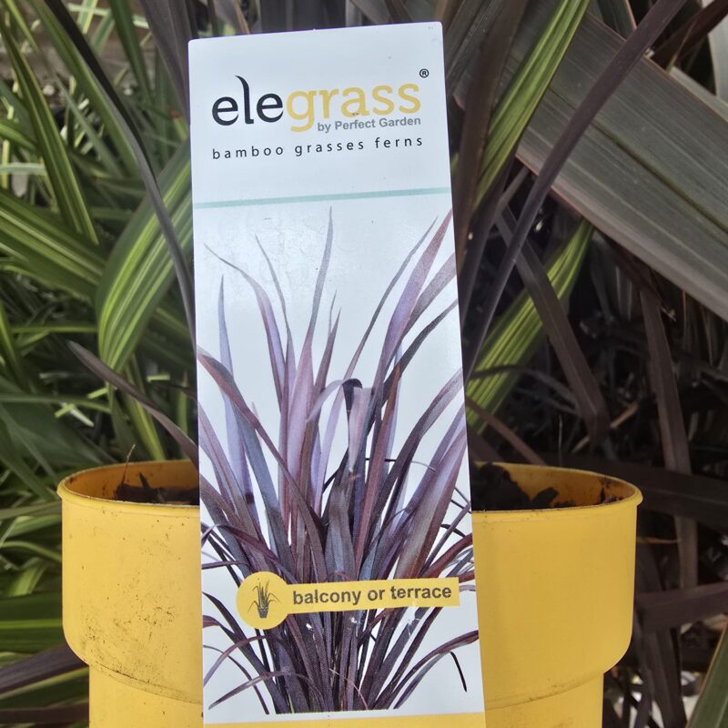 Phormium rubra nana 2ltr £14.99