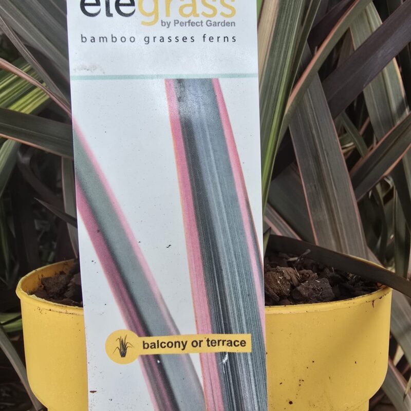 Phormium sundowner 2ltr £14.99