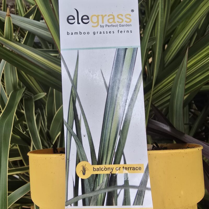 Phormium wings of gold 2ltr £14.99