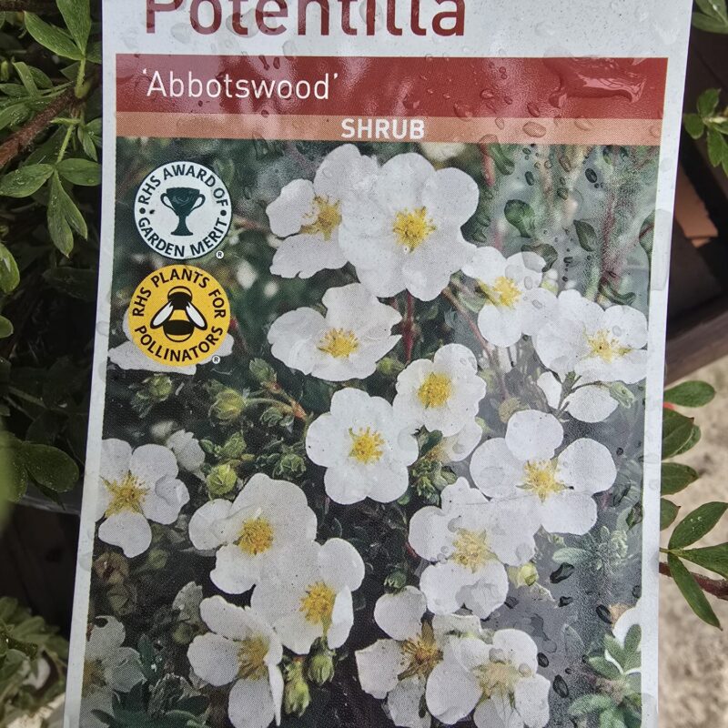 Potentilla abbotswood 2ltr 7.99