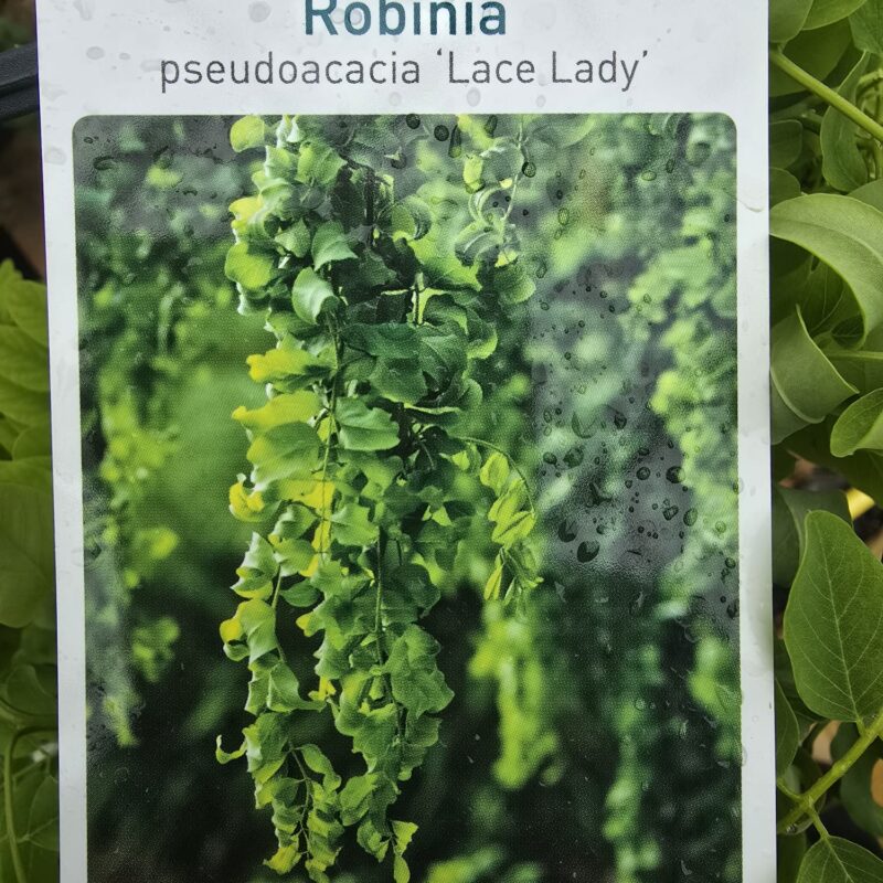 Robinia lace lady Minni std 50cm 4ltr £31.99