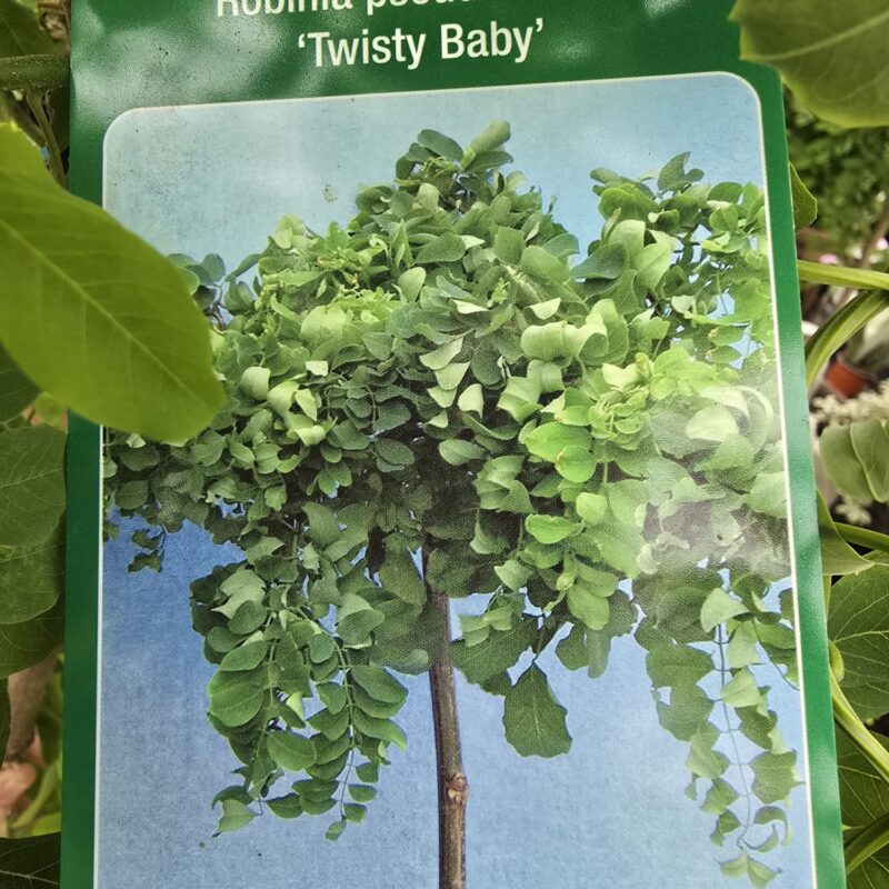 Robinia twisty baby 150cm £79.99