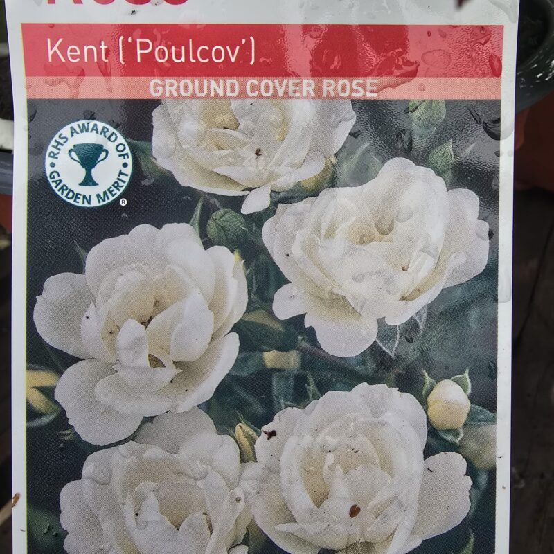 Rose kent 2ltr 7.99