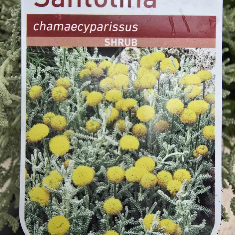 Santolina chamaecyparissus 2ltr 7.99