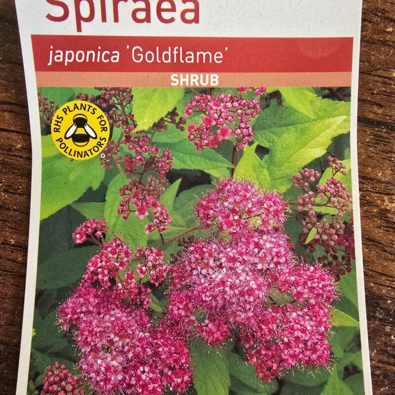 Spiraea gold flame 2ltr 7.99