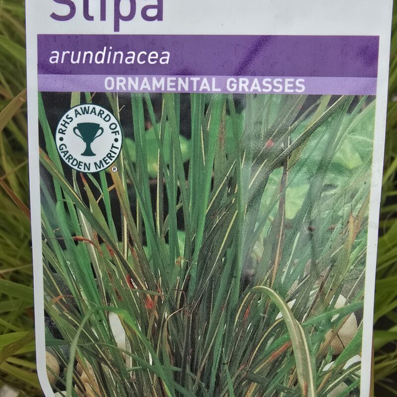 Stipa aurundinacea 2ltr 7.99