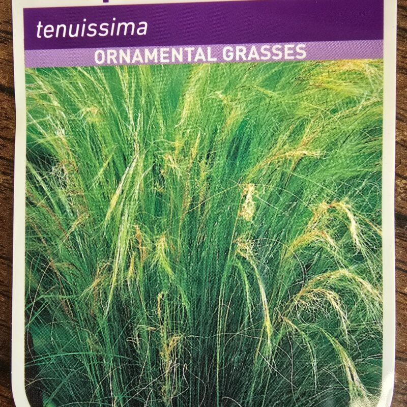 Stipa tenuissima 2ltr 7.99