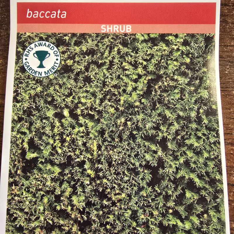 Taxus baccata 4ltr 12.99