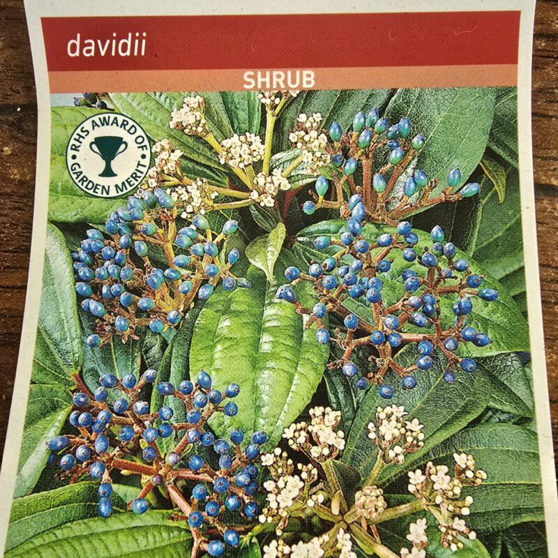 Viburnum davidii 3ltr 9.99
