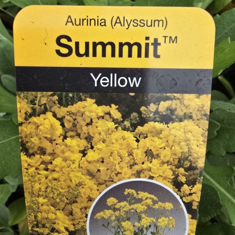Aurinia Yellow 10cm pot