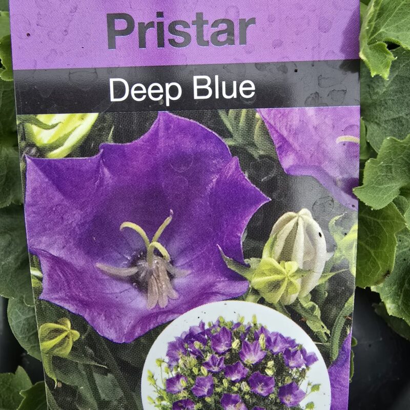 Campanula Deep Blue 2ltr pot