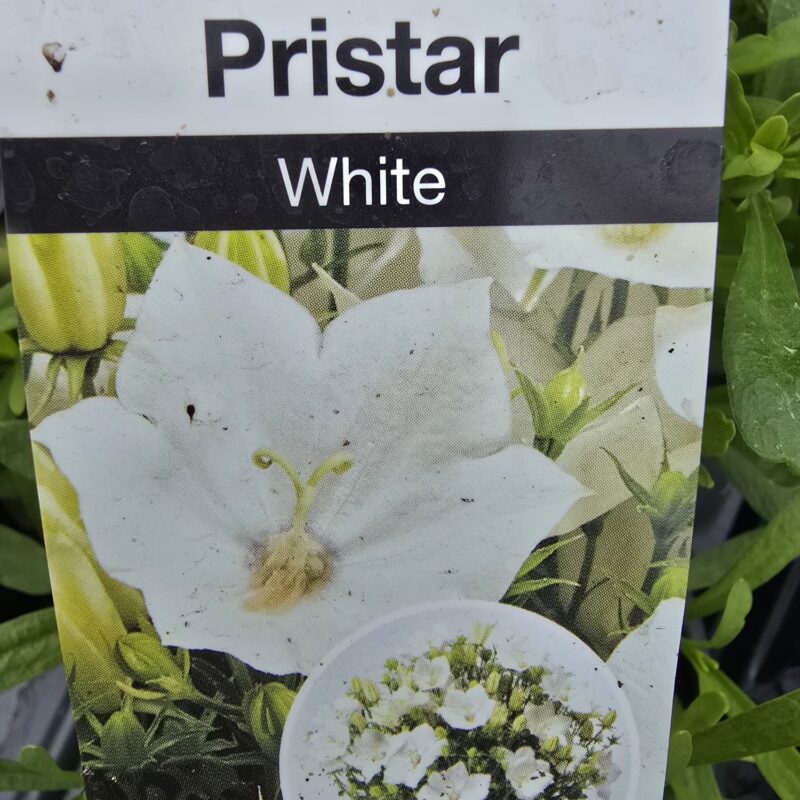 Campanula White 2ltr pot