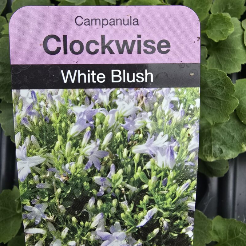 Campanula White blush 2ltr