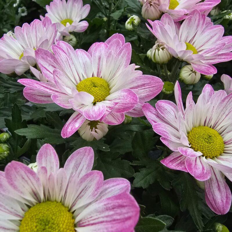 Chrysanthemum Light Pink