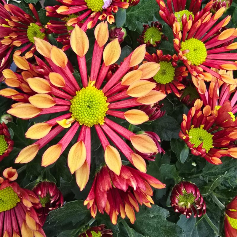 Chrysanthemum Orange