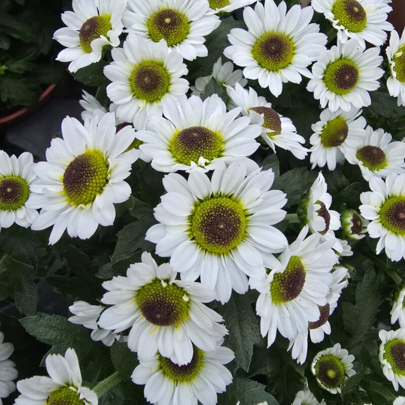 Chrysanthemum White