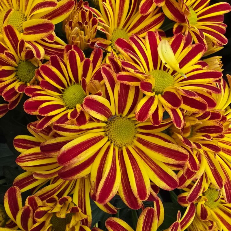 Chrysanthemum Yellow stripe