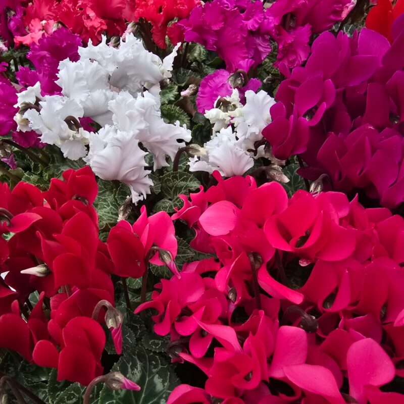 Cyclamen Mix £4.99 3 For £12