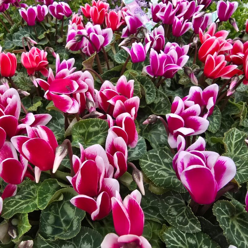 Cyclamen White Tip Mix £4.99 3 For £12