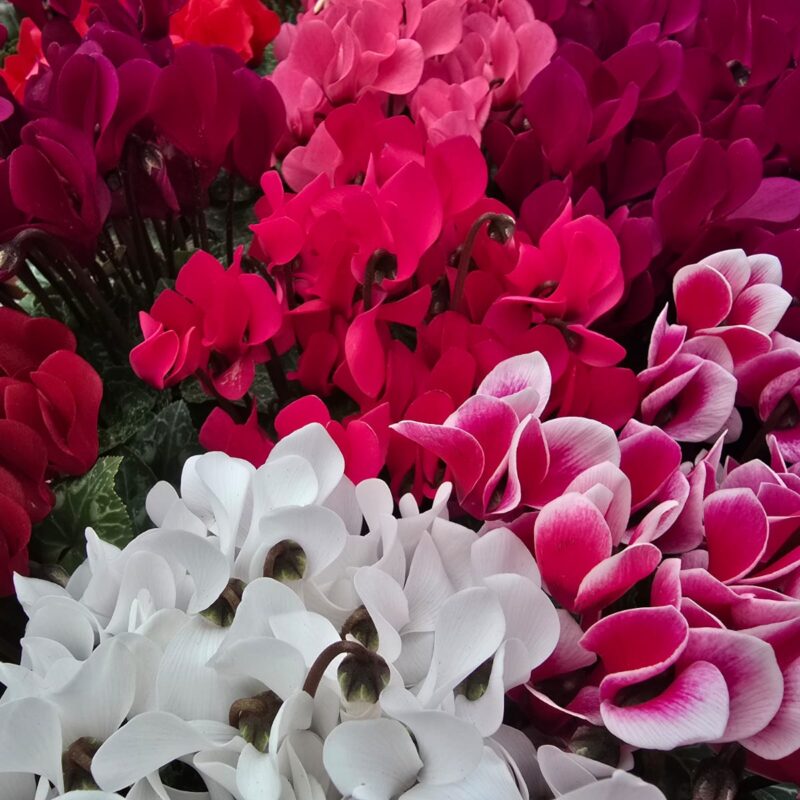 Cyclamen mix £3.99 3 For £10