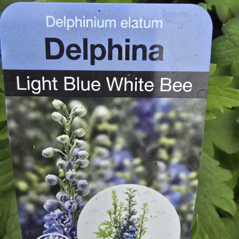 Delphinium Light Blue White Bee 2ltr