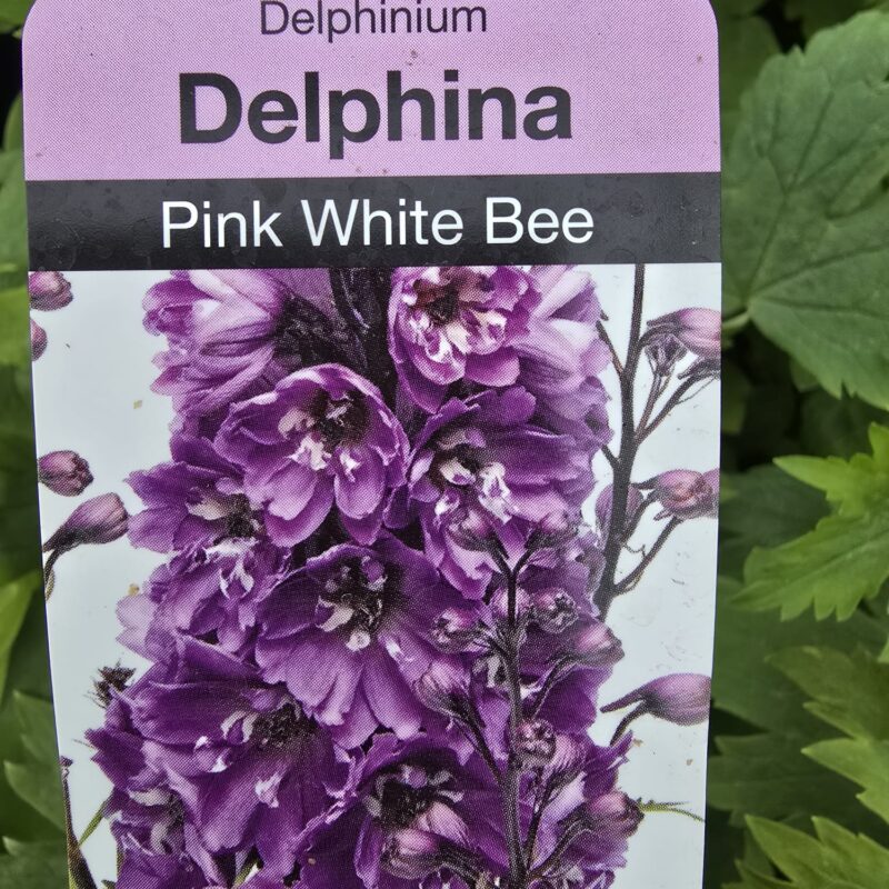 Delphinium Pink White Bee 2ltr