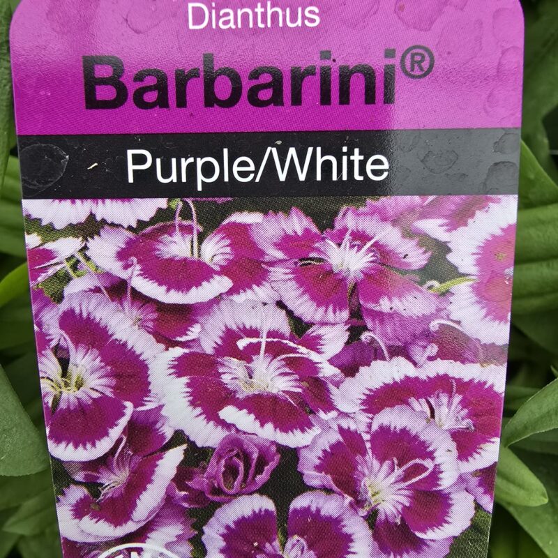 Dianthus Purple White 10cm pot