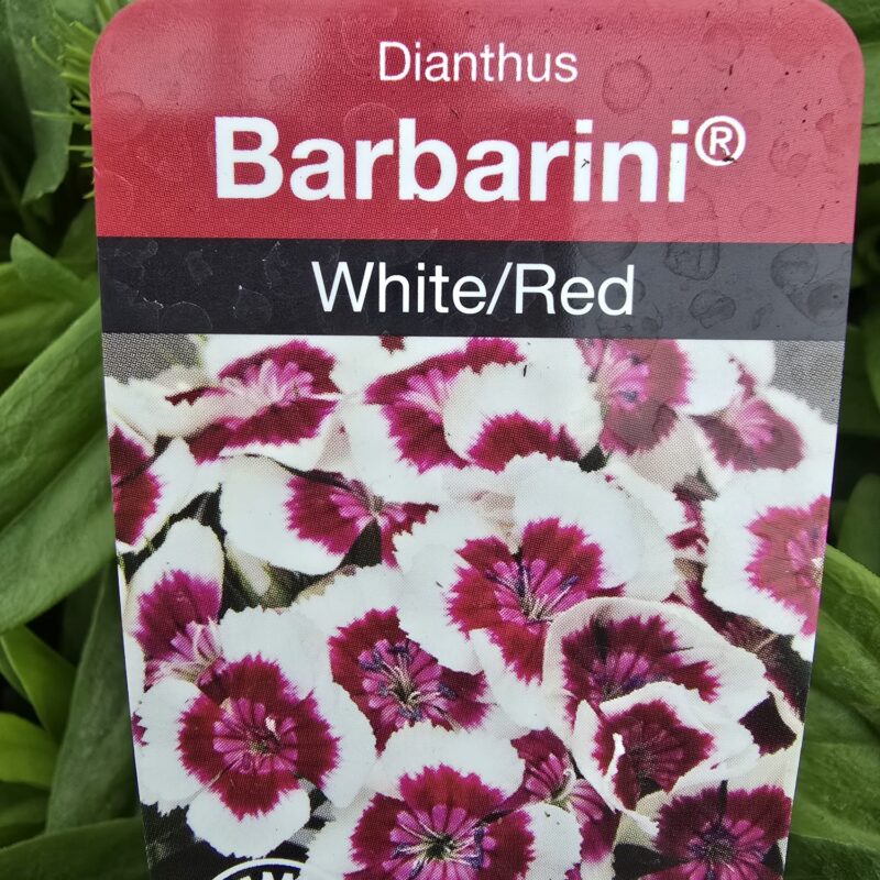 Dianthus White Red 2ltr