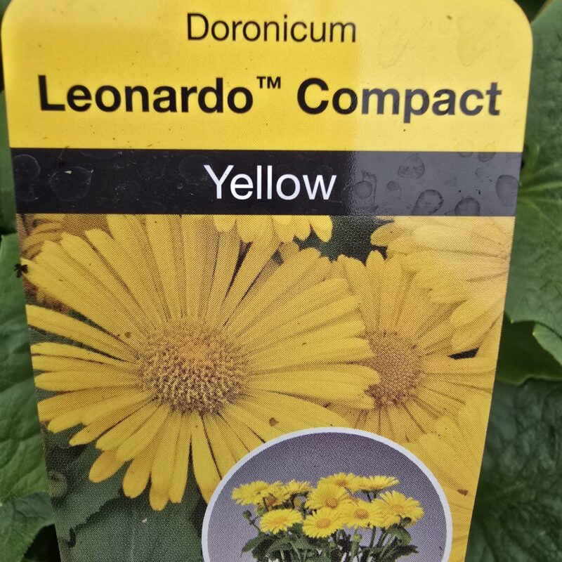 Doronicum Yellow 2ltr