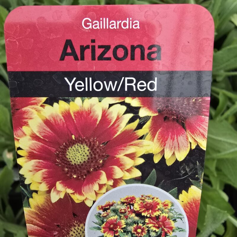 Gaillardia Orange Red 2ltr