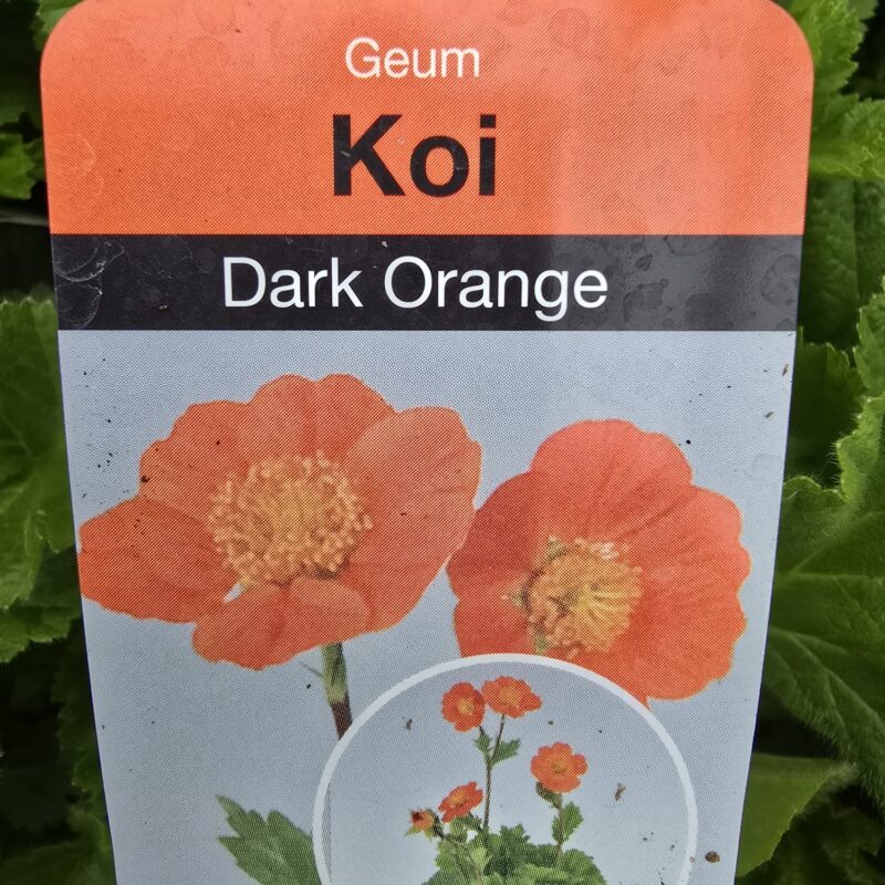 Geum Dark orange 2ltr