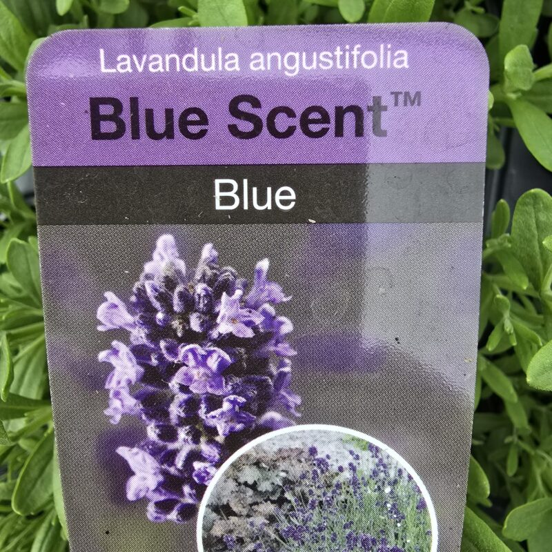 Lavandula Angustifolia Blue 2ltr